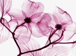 紫色唯美小花植物创意素材