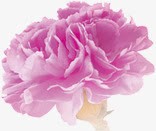 粉色梦幻花朵植物节日素材