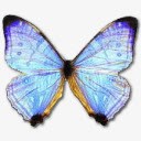 蓝色蝴蝶图标标本素材