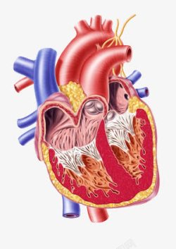 心脏解剖图素材