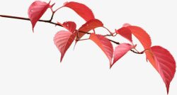 红色春秋树叶风景素材