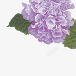 紫色的花儿素材