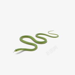 绿色蛇爬行素材