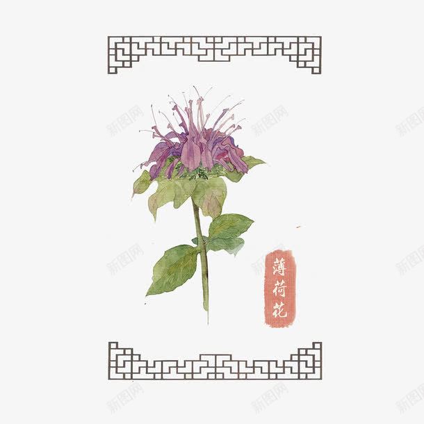 手绘薄荷花png免抠素材_88icon https://88icon.com 中国风 花卉 鲜花