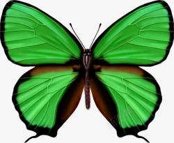 手绘绿色唯美创意蝴蝶素材
