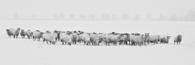 羊雪地冬天绵羊羊群背景