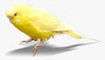 黄色可爱孵化小鸟素材