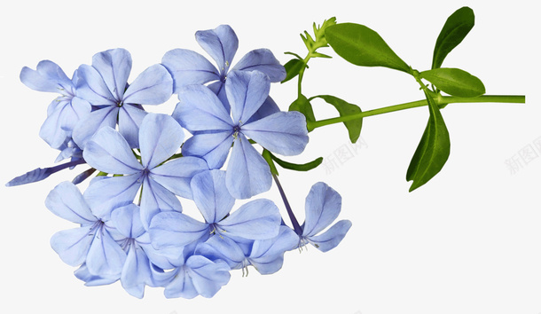 蓝色鲜花蓝花丹psd免抠素材_88icon https://88icon.com 植物 花朵 蓝色 蓝花丹