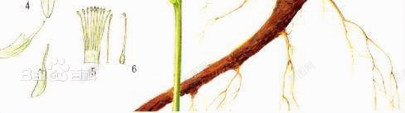 手绘甘草植株jpg设计背景_88icon https://88icon.com 手绘甘草 甘草 甘草图片 甘草植株