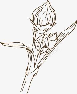 手绘白描枝芽花骨朵插图素材