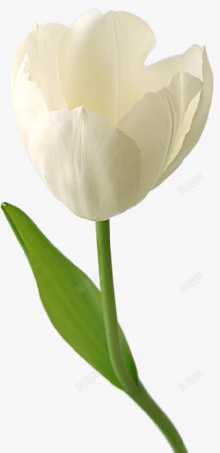 摄影白色的花朵花卉png免抠素材_88icon https://88icon.com 摄影 白色 花卉 花朵