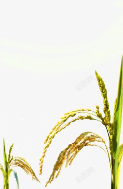 水稻种植素材