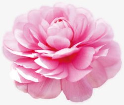 手绘植物卡通粉色花朵素材