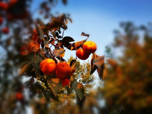 秋天的柿子树背景