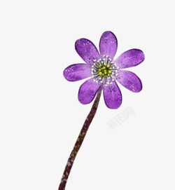 花朵紫色花朵彩绘花朵装饰素材