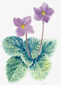 紫罗兰水彩插画素材