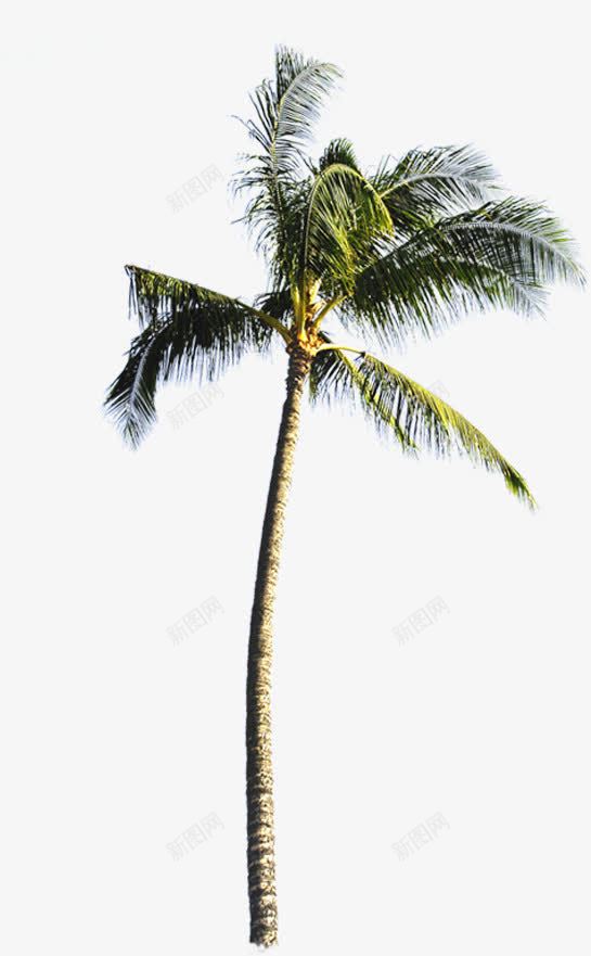 北风吹动的椰子树png免抠素材_88icon https://88icon.com 北风 吹动 椰子树