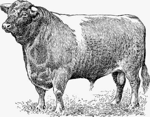 强壮的牛手绘矢量图图标图标