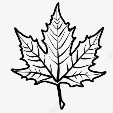 枯萎枫叶枫叶加拿大叶图标图标