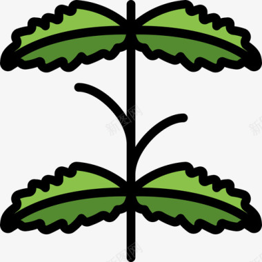 薄荷植物5线性颜色图标图标