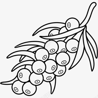沙棘浆果水果沙棘图标图标