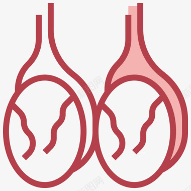 解剖PNG睾丸人体解剖学2其他图标图标