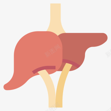 人体肝脏肝脏人体解剖学4扁平图标图标