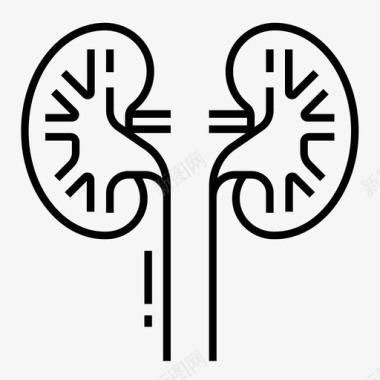 肾脏人体器官医学图标图标