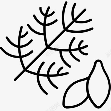 生物学插图莳萝生物学植物学图标图标