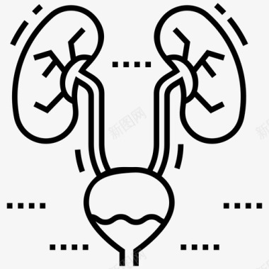支撑人体肾脏和膀胱身体部位人体生物学图标图标