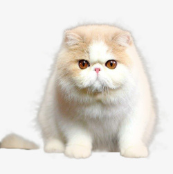 肥胖可爱的加菲猫素材
