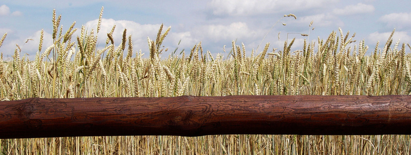 丰收小麦背景背景