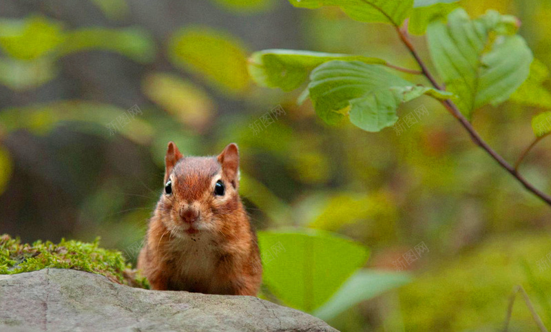 一只呆萌小松鼠jpg设计背景_88icon https://88icon.com 动物 松鼠 绿色 摄影