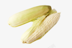 农家种植两根儿白玉米素材