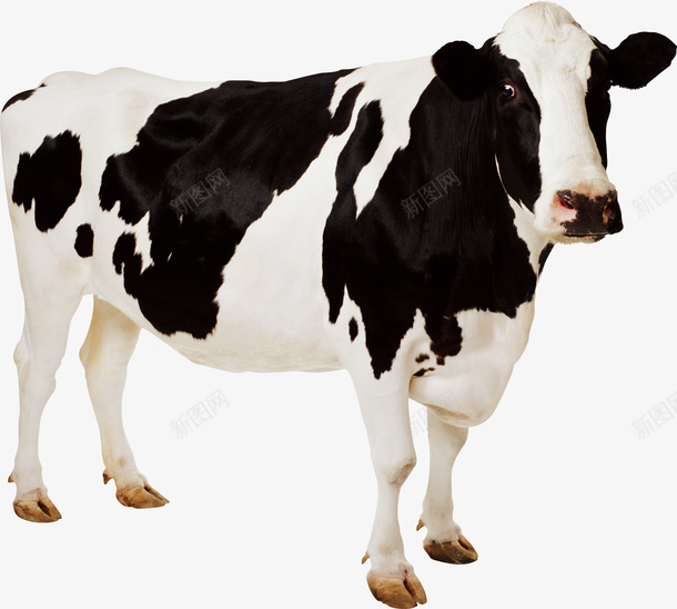 可爱的小奶牛7png免抠素材_88icon https://88icon.com 动物 家畜 牛 牛奶7 黑白牛