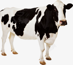 牛黑白可爱的小奶牛7高清图片