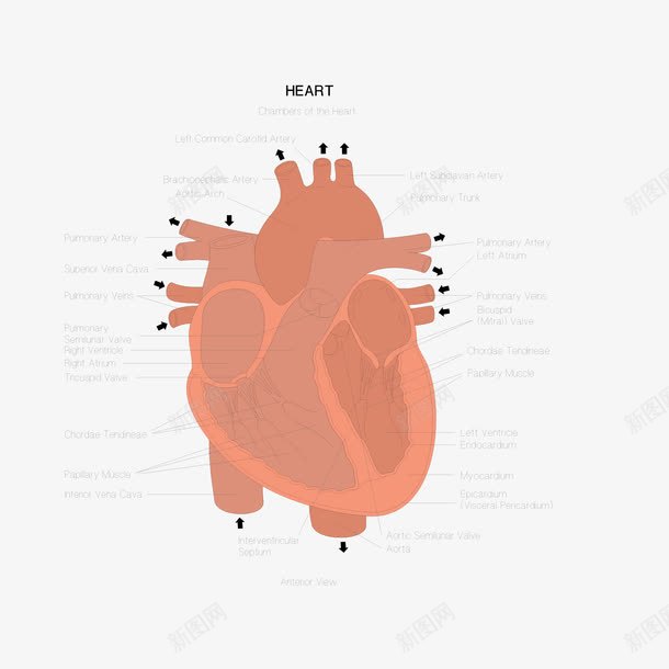 心脏图解图png免抠素材_88icon https://88icon.com 五脏 心脏 描述