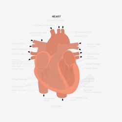 心脏图解图素材