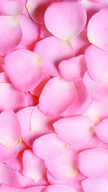 粉色花瓣浪漫摄影H5背景背景