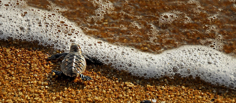 沙滩小乌龟背景图背景