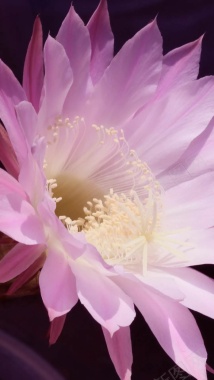 粉色渐变花朵艺术摄影H5背景背景