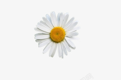 白色雏菊花朵透明背景小菊花高清图片