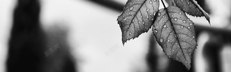 黑白摄影叶子背景背景