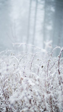 雪中植物背景