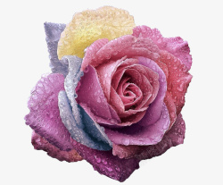 露珠七彩玫瑰花朵素材
