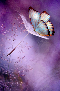紫色浪漫蝴蝶背景背景