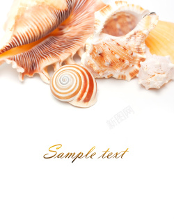 海螺形状形状各不同的贝壳海螺高清图片