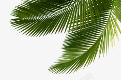 棕榈树树叶棕榈油树叶叶子高清图片
