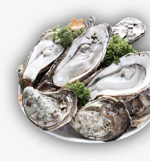 海鲜生蚝pngpng免抠素材_88icon https://88icon.com 海鲜生蚝 海鲜 生蚝 生生蚝 生蚝实物 贝类 扇贝 烤生蚝