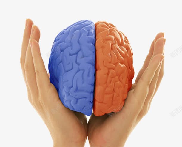 手中的大脑片png免抠素材_88icon https://88icon.com 创意大脑图片 彩色的大脑 思考 手掌图片